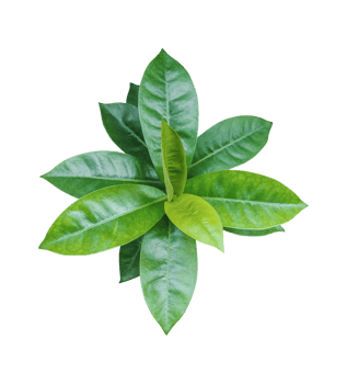 green leaf on transparent background, green leaves isolated on background png