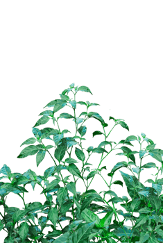 green chili plants on a background, red chili tree, chili tree frame, a green chili tree leaf, red chili pepper, green chili, chili plant, spicy, green chili tree on background png