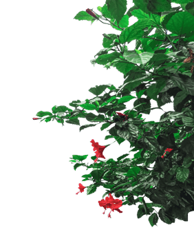 holly leaves and berries frame, A red hibiscus flower isolated, red flower isolated on , red hibiscus flower, a tree with red flowers on it, png