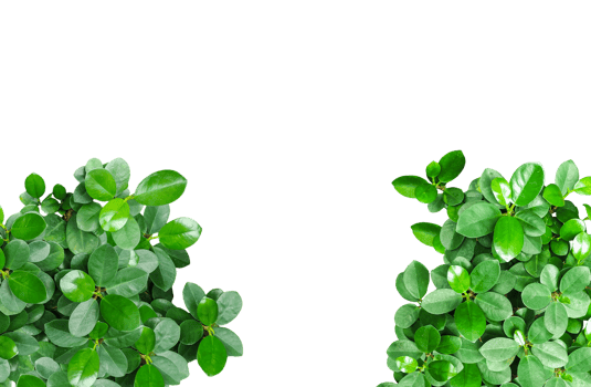 green plant fream on transparent background, a close-up phot green plant on transparent background, png