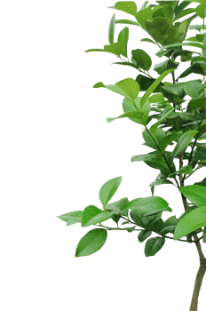 a green lemon plant with green leaves, a small tree with green leaves on a white background png