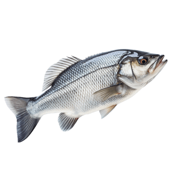 Fresh sea bass fish isolated on transparent background png