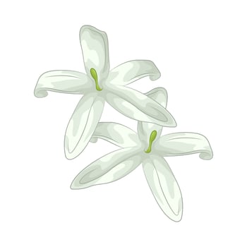 illustration of white lily vector