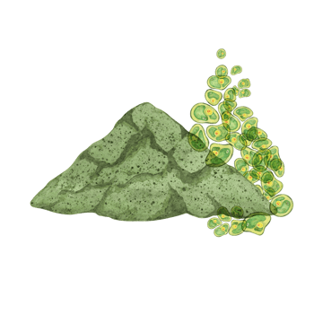 Green algae watercolor clipart featuring Chlorella clusters on a Chlorella powder pile background. Great for educational materials, product packaging, and environmental campaigns png