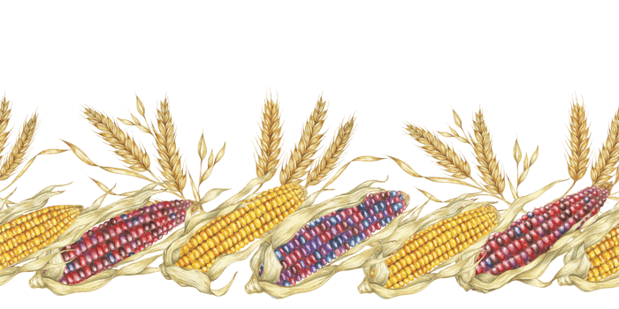 Corn seamless border clipart showcases colorful watercolor corn cobs in shades of yellow and purple, ideal for creating agricultural-themed designs. Use this clipart for stationery, textiles, and more png