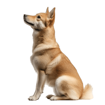 Dog profile view isolated on transparent background png