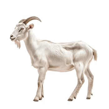 Goat side profile view png