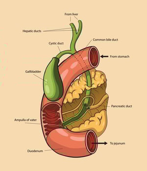 illustration of bile duct diagram vector