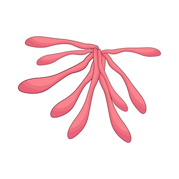 illustration of honeysuckle flower vector