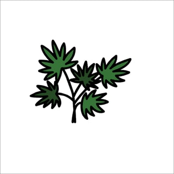 A marijuana plant icon on a white background vector