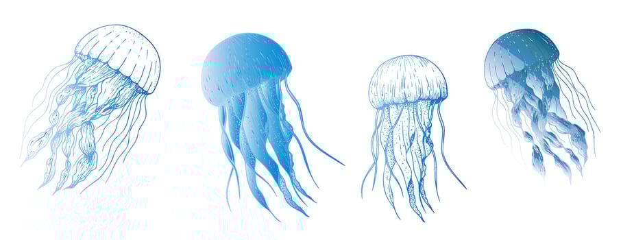 beautiful jellyfish. Hand painted sketch. Graphic clip art isolated on background. Underwater illustration. For designers, invitations, decoration, postcards, wrapping paper, scrapbooking vector