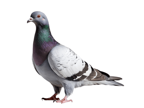 Pigeon dove with structure detail isolated on background, symbol a sense of movement and freedom png