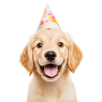 Cute puppy wearing a birthday hat, isolated on transparent background. png