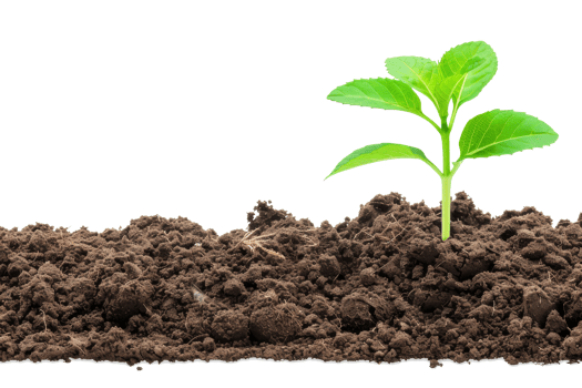 A plant sprouting from the ground png