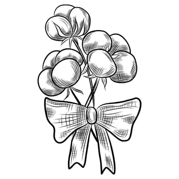 Hand drawn illustration of a cotton plant, cotton balls tied with a bow, engraving vector