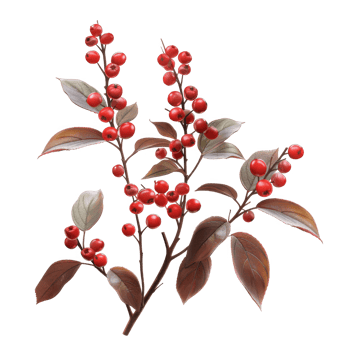 A Branch of Red Berries with Brown Leaves png