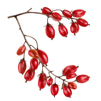 Red Berries on a Branch with Black Background png