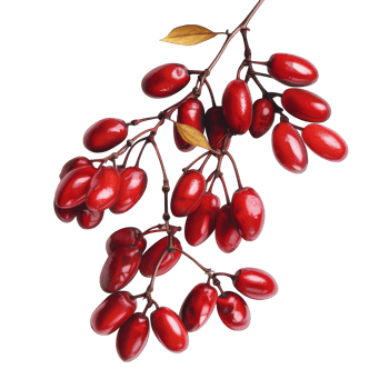 Red berries on a branch against a black background png