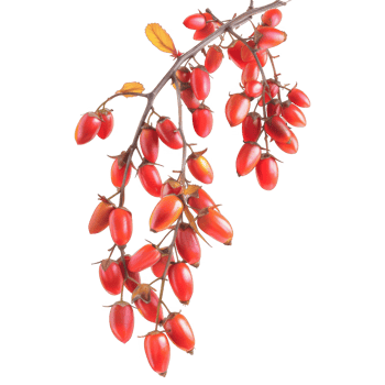 Red Berries on a Branch with Black Background png