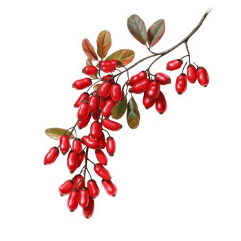 Red Berries on a Branch with Green Leaves png