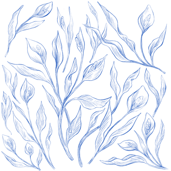 anthurium botanical floral pattern sketch illustration png