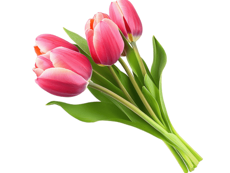 Vibrant Pink Tulips on Green Stems png
