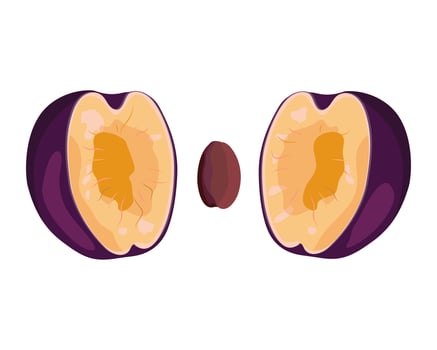 Plum two halves with seed, isolated on white background. Bright illustration of plum halves. Sweet, juicy, healthy fruit. illustration. vector