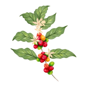 Coffee tree branch with beans and flower. The aroma of Robusta and Arabica varieties. Watercolor illustration. Clipart of coffee berries ripening.Hand drawn isolated art. Natural style. Coffee day vector