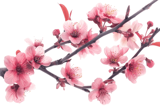 A branch with pink flowers on it. The flowers are in full bloom and are very pretty. The branch is thin and delicate png