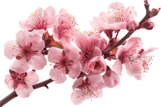 A branch of pink flowers with a transparent background. png