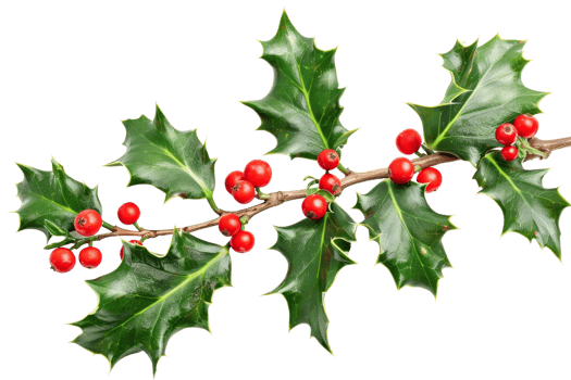 Holly branch with red berries isolated on transparent background png