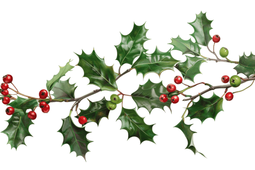 Holly branch with red berries, green leaves and yellow flowers. It can be used for Christmas decoration. png