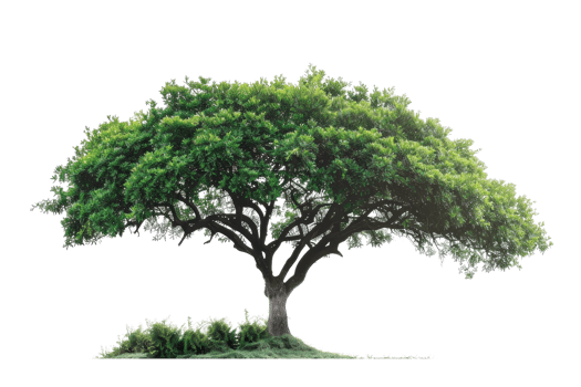 Majestic wide-branched tree with lush green leaves and a sturdy trunk, isolated against a transparent background. png
