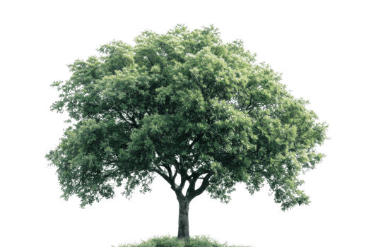 Lush green tree with full foliage isolated on a transparent background. perfect for nature, environment, and outdoor concepts. png