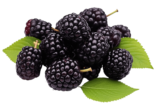 A bunch of blackberries are on a leaf. The berries are ripe and ready to eat. The leaf is green and fresh png