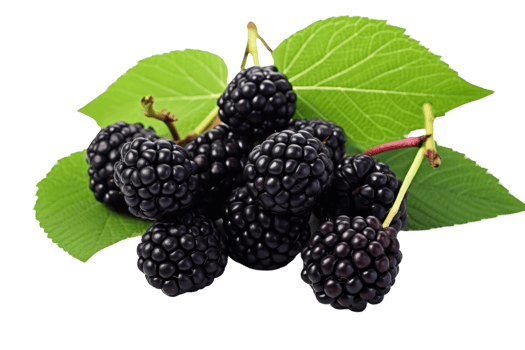 A bunch of blackberries are on a leaf. The berries are ripe and ready to eat. The leaf is green and fresh png