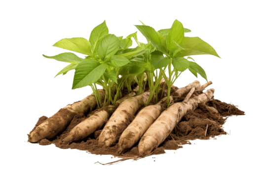 A bunch of green plants with roots sticking out of the ground. The plants are small and are growing in the dirt png