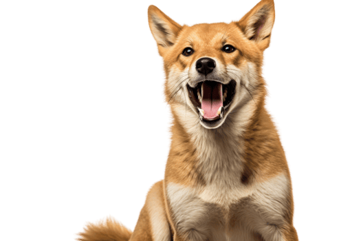 Vibrant and cheerful dog with open mouth, showcasing happiness and energy. A perfect representation of a joyful canine companion. png