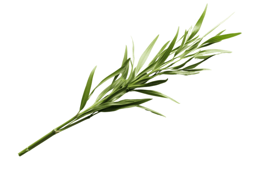 A long green plant with a stem. The stem is thin and the leaves are long and thin png