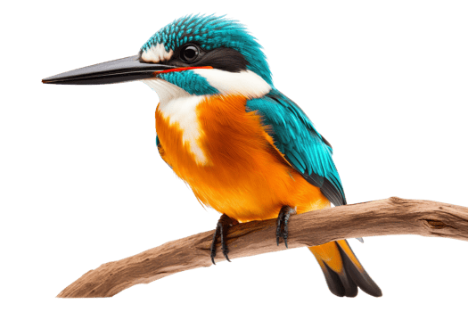 A blue and orange bird is perched on a branch. The bird is looking to the right. The image has a calm and peaceful mood png