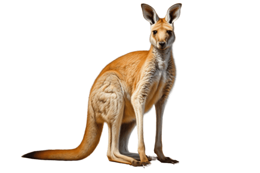 A vibrant and majestic kangaroo standing gracefully against a transparent background. showcasing its unique Australian wildlife features. png