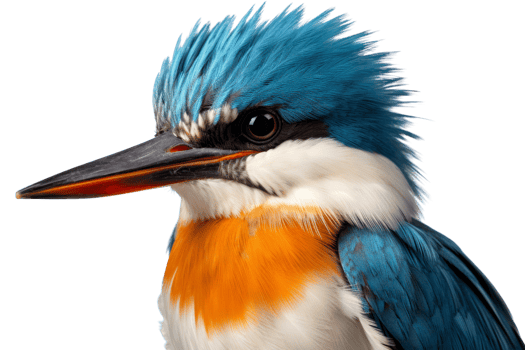 Close-up of a vibrant blue and orange kingfisher bird with detailed feathers, isolated on a transparent background. png