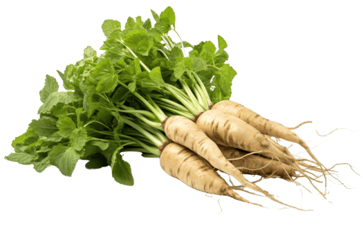 Fresh parsnips with vibrant green leaves over transparent background. High resolution image ideal for culinary, health, or organic food themes. png