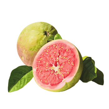 Guava transparent background png