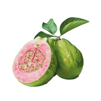 Guava transparent background png