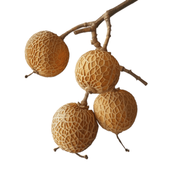 Longan transparent background png