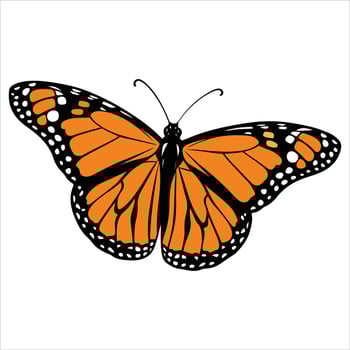 Beauty butterfly insect icon cartoon White Background illustration clipart. vector