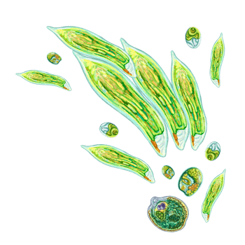 Colony of unicellular organisms. Color illustration of green bacteria. For printing books, medical and educational manuals, packaging of antiseptics and hygiene products. Life under the microscope. png