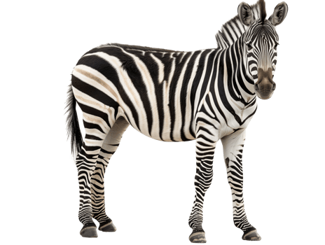 Zebra isolated on transparent background. png