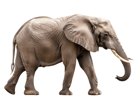 Elephant isolated on transparent background. png
